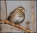 _2SB9784 lincoln sparrow